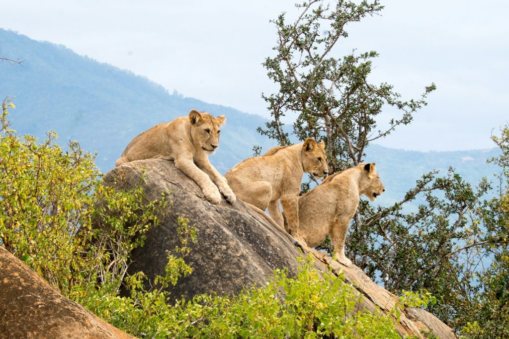 découverte du parc Tsavo Kenya