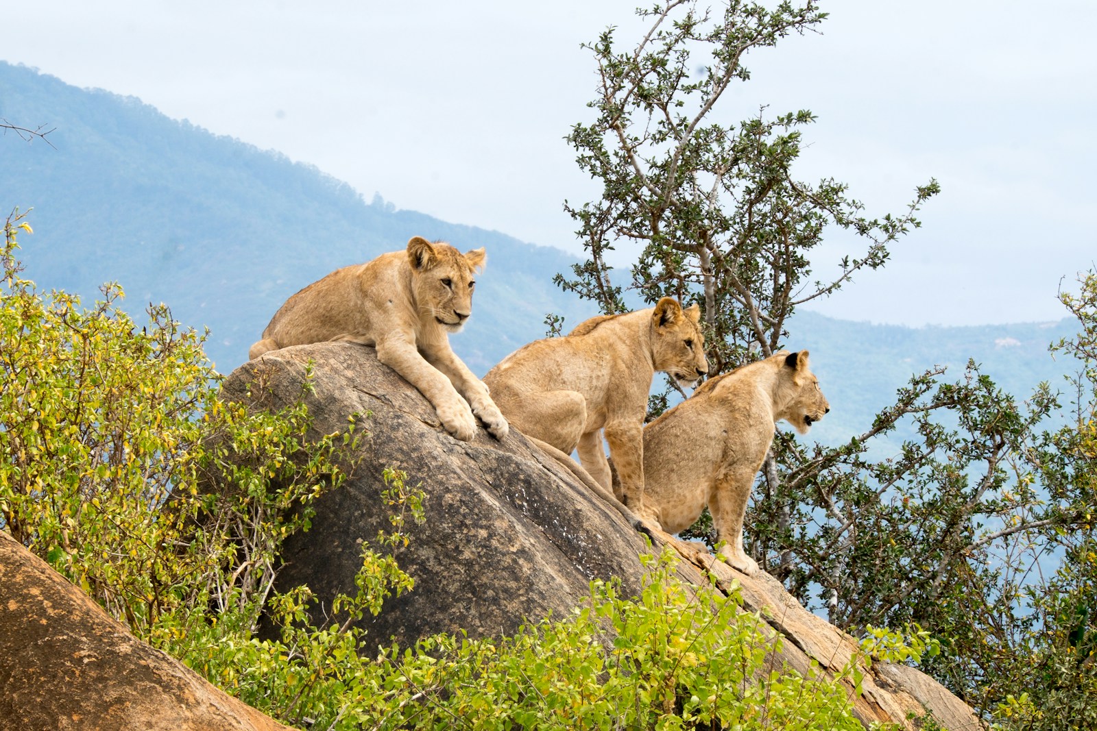 Le parc Tsavo: un joyau méconnu au cœur du Kenya