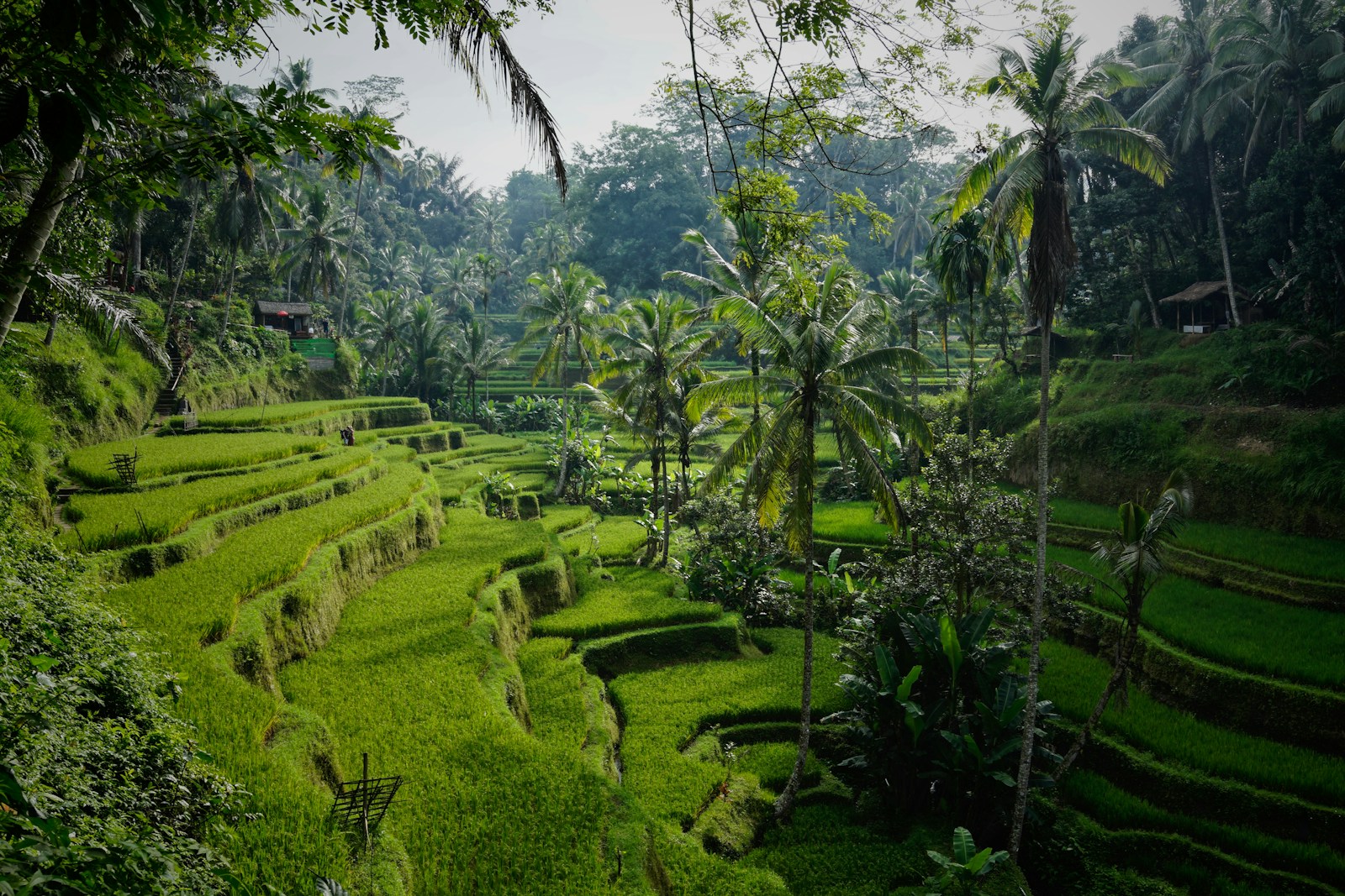 Bali, bien plus que des plages : traditions, rizières et cérémonies séculaires