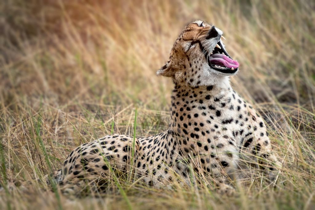 safari serengeti et Ngorongoro Tanzanie