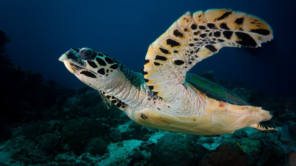 raja ampat