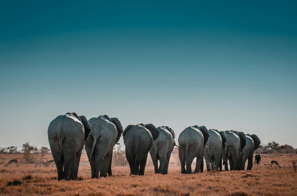 safari en namibie